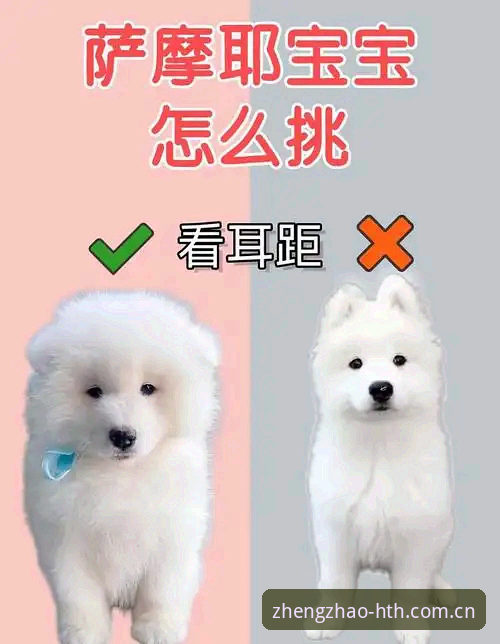 新手必看：华体会只争朝夕版2026登录入口使用技巧与实战经验